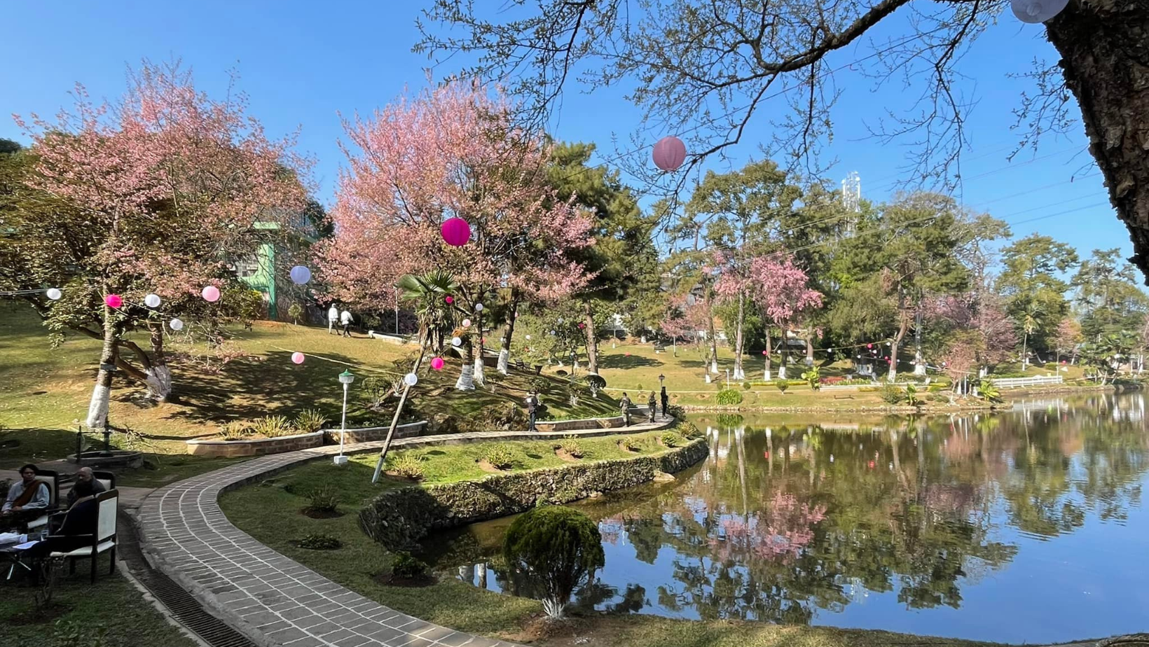 Cherry Blossom Festival Image 2