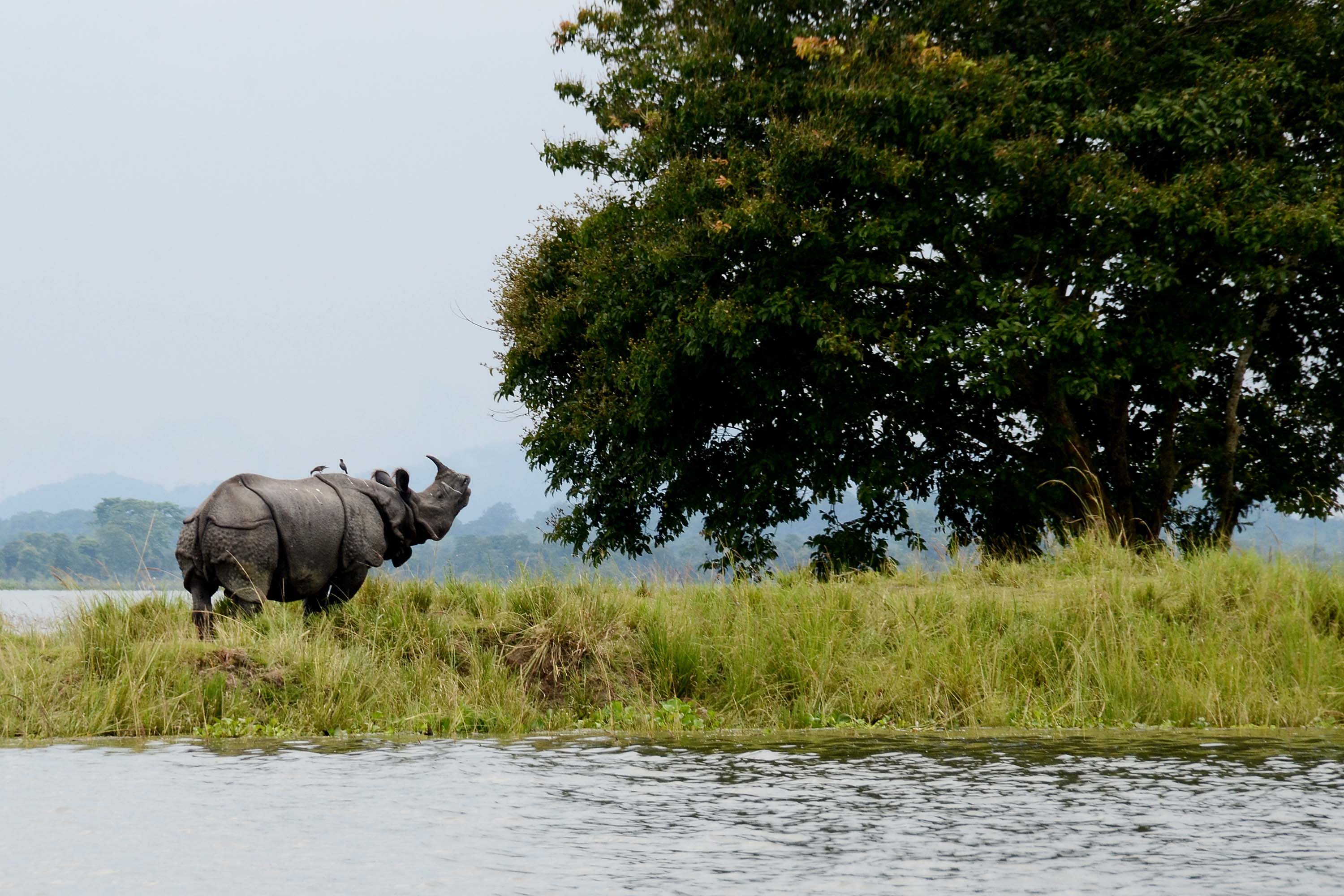 Kaziranga Kohima Imphal Tour Package (8D/7N) Image 3
