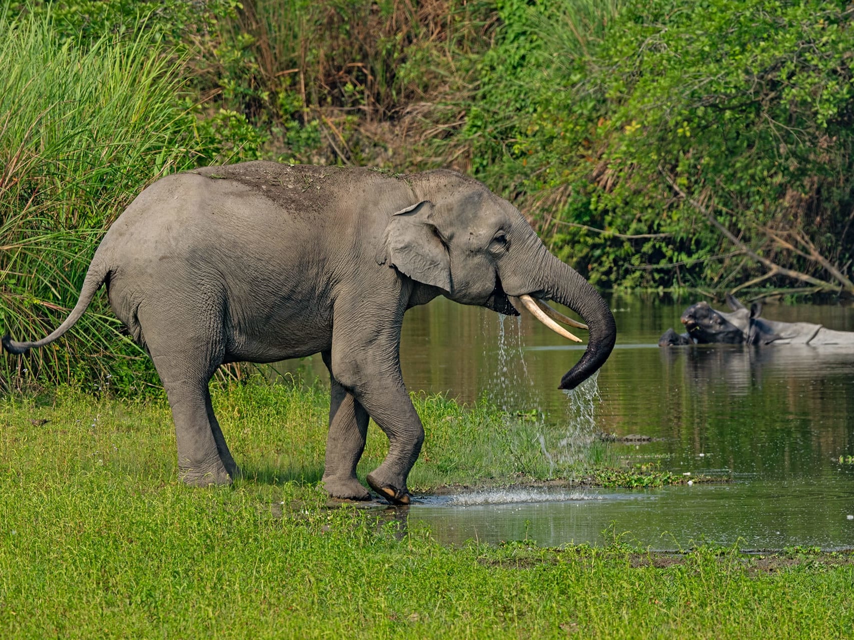 Meghalaya Kaziranga Kamakhya Journey Image 3